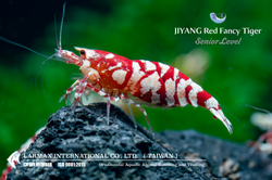 Red Fancy Tiger