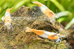 Orange Rili（Female）