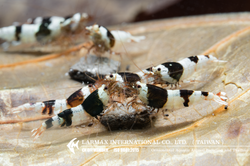Crystal Black Shrimp