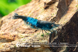 Blue Rili(Female)