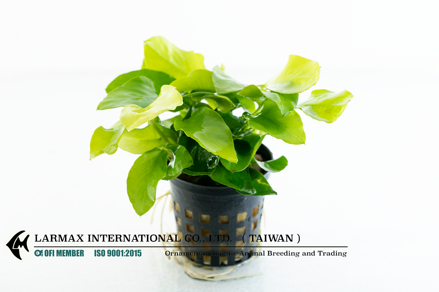 Anubias barteri "Nana" (Golden)