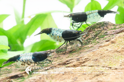 Black Rili(Female)