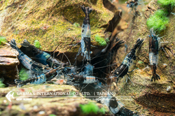 Black Rili（Female）