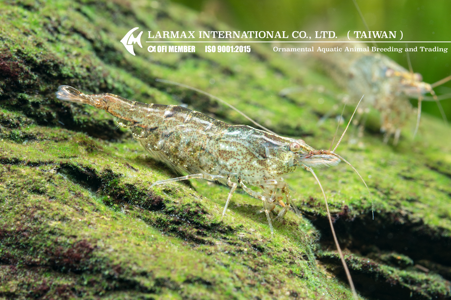 Cleaner Shrimp(Mix)