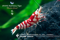 TAIJI Red Fancy Tiger