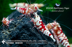 Red Fancy Tiger