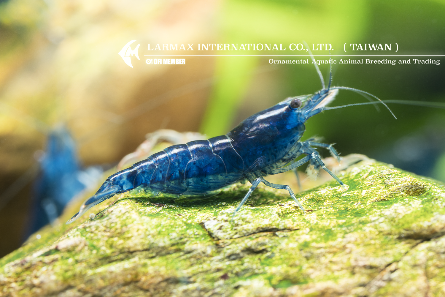 Ultra Blue(Female)