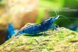 Ultra Blue（Female）