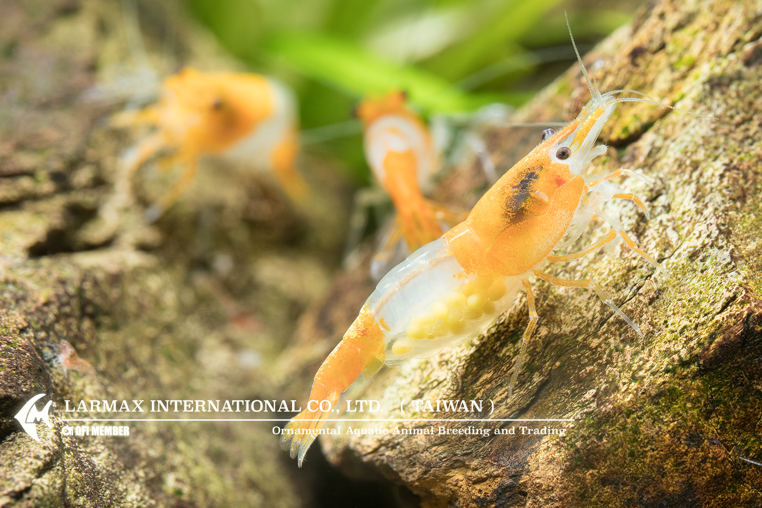 Orange Rili(Female)