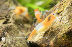 Orange Rili（Female）