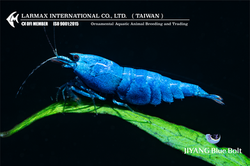 Blue Blot