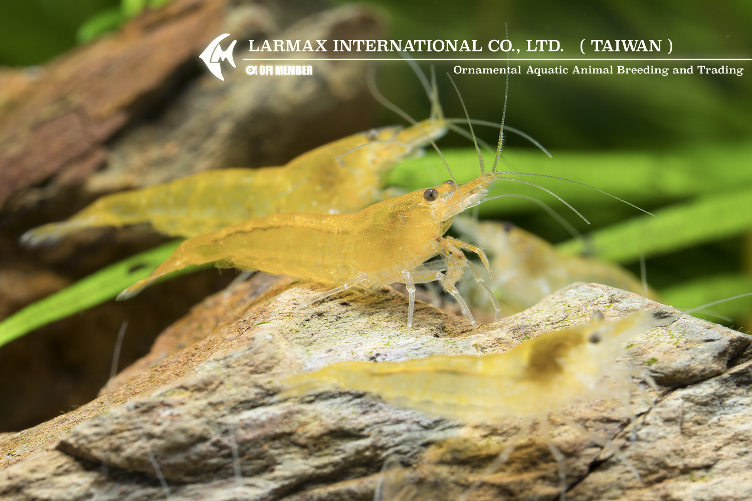 Gold Shrimp(Mix)