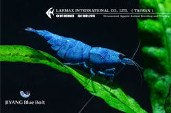 Blue Blot