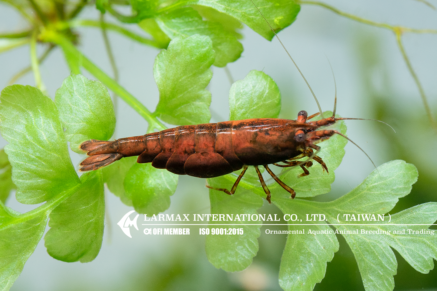 Red Onyx(Female)