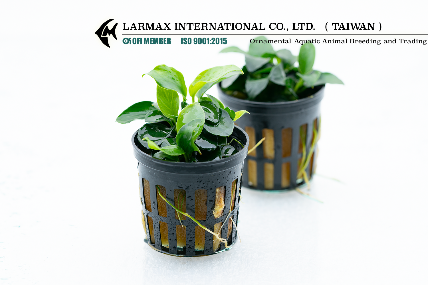 Anubias barteri "Petite"