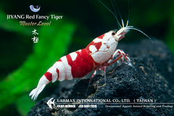 TAIJI Red Fancy Tiger