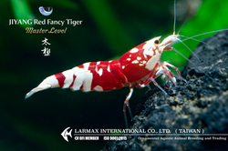 TAIJI Red Fancy Tiger