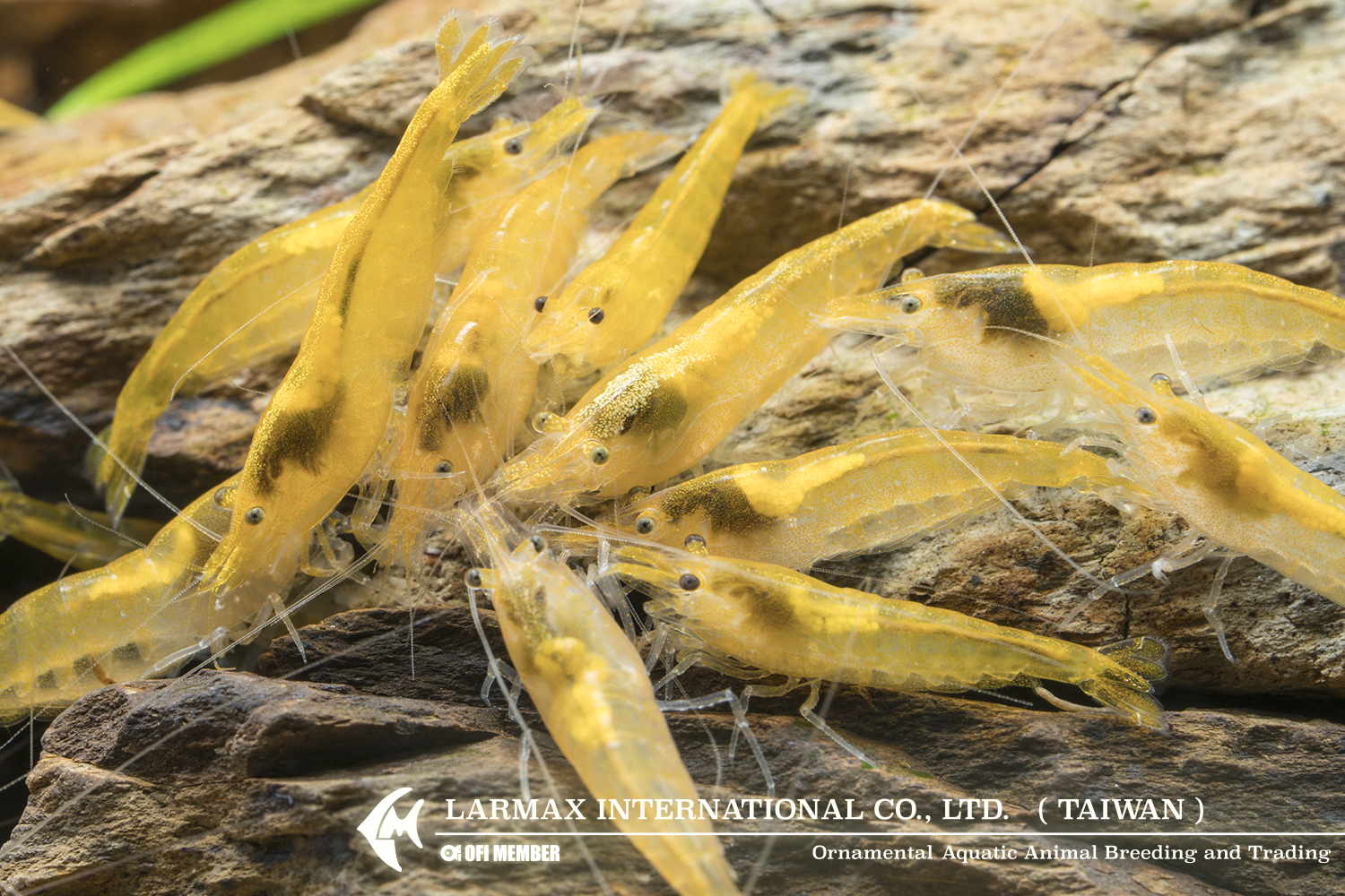 Gold Shrimp(Female)