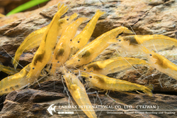 Gold Shrimp（Female）
