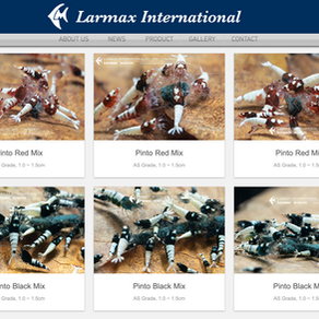 CATALOG​ UPDATED：BASIC PINTO