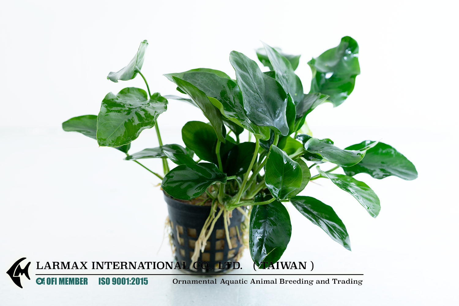 Anubias barteri “Nana”