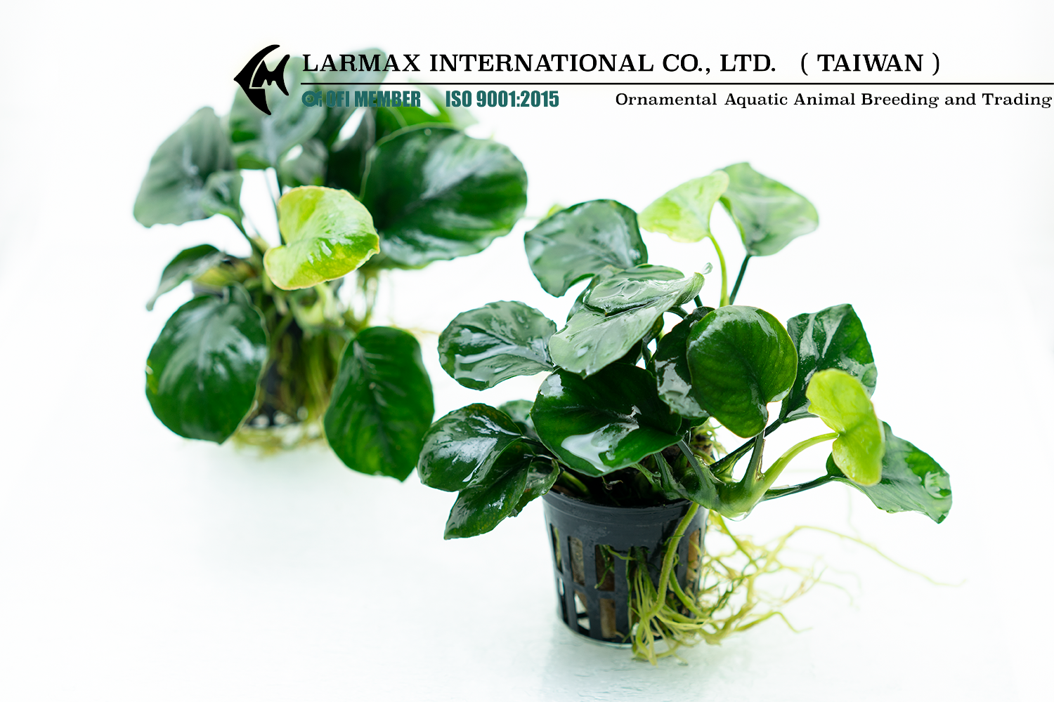 Anubias barteri “Nana” (Coinleaf)