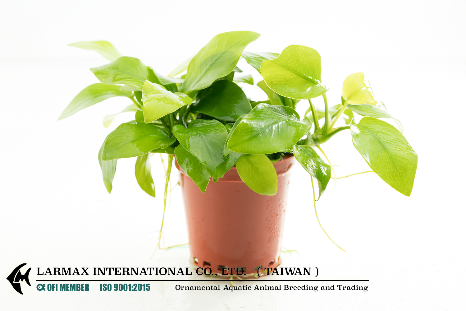 Anubias barteri "Nana" (Golden)