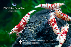 Red Fancy Tiger