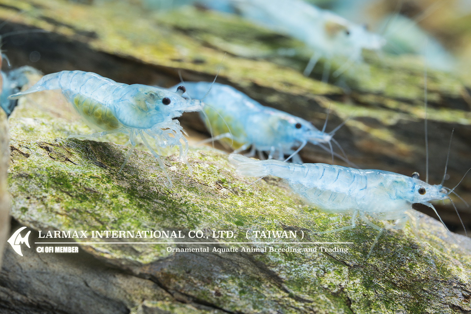 Blue Velvet(Female)