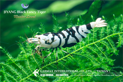 Black Fancy Tiger