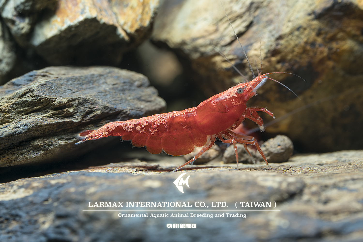 Rose Shrimp(Female)