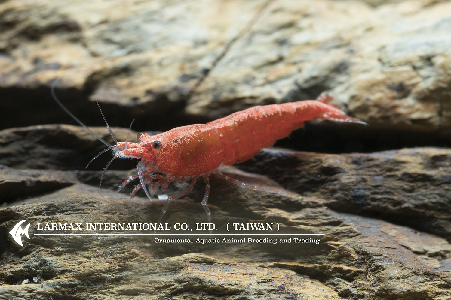 Rose Shrimp(Female)