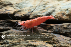 Rose Shrimp（Female）