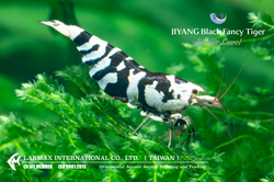 Black Fancy Tiger