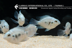 Larmax Blue Parrot