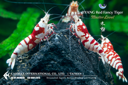 TAIJI Red Fancy Tiger