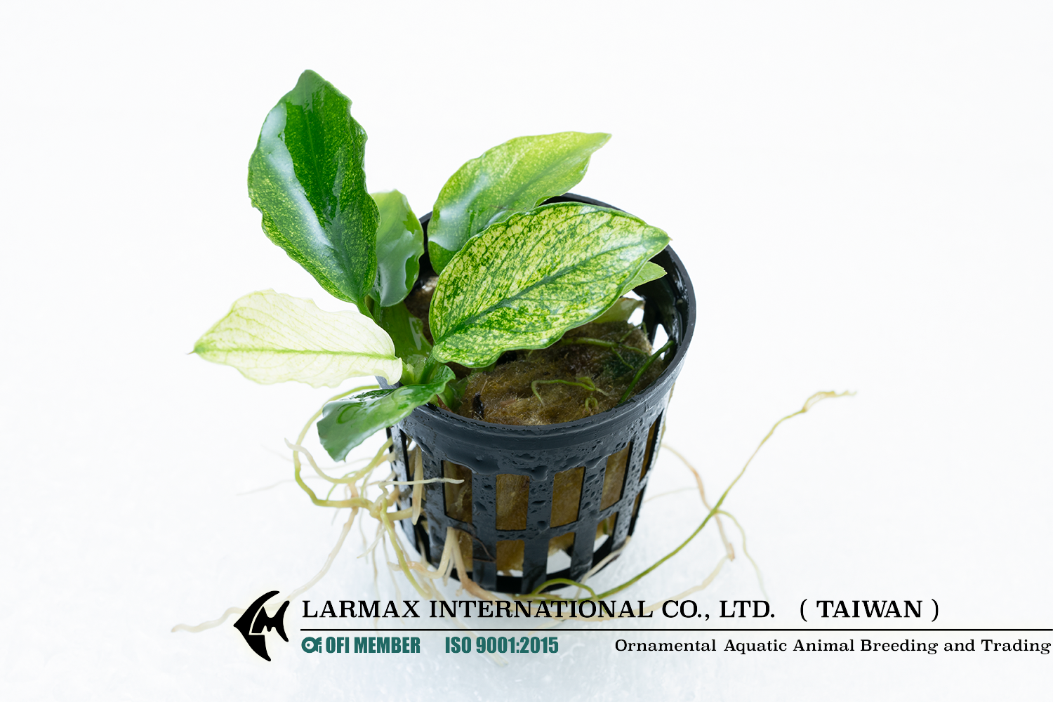 Anubias barteri "Nana" (Variegated)