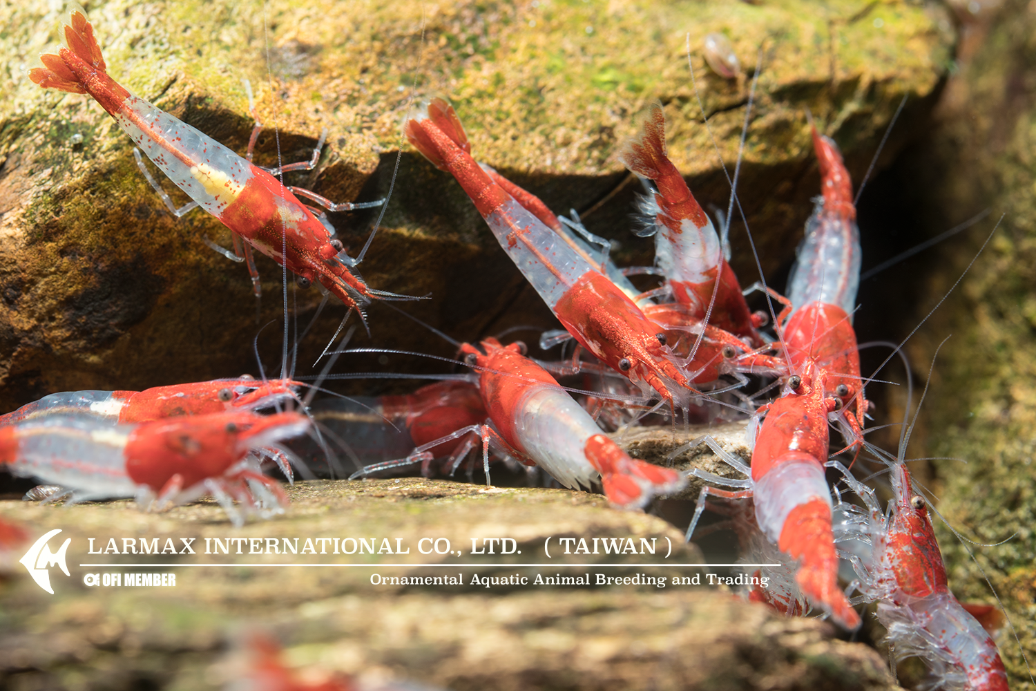 Red Rili(Mix)