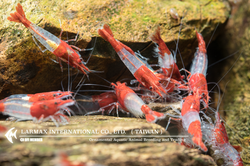 Red Rili（Mix）