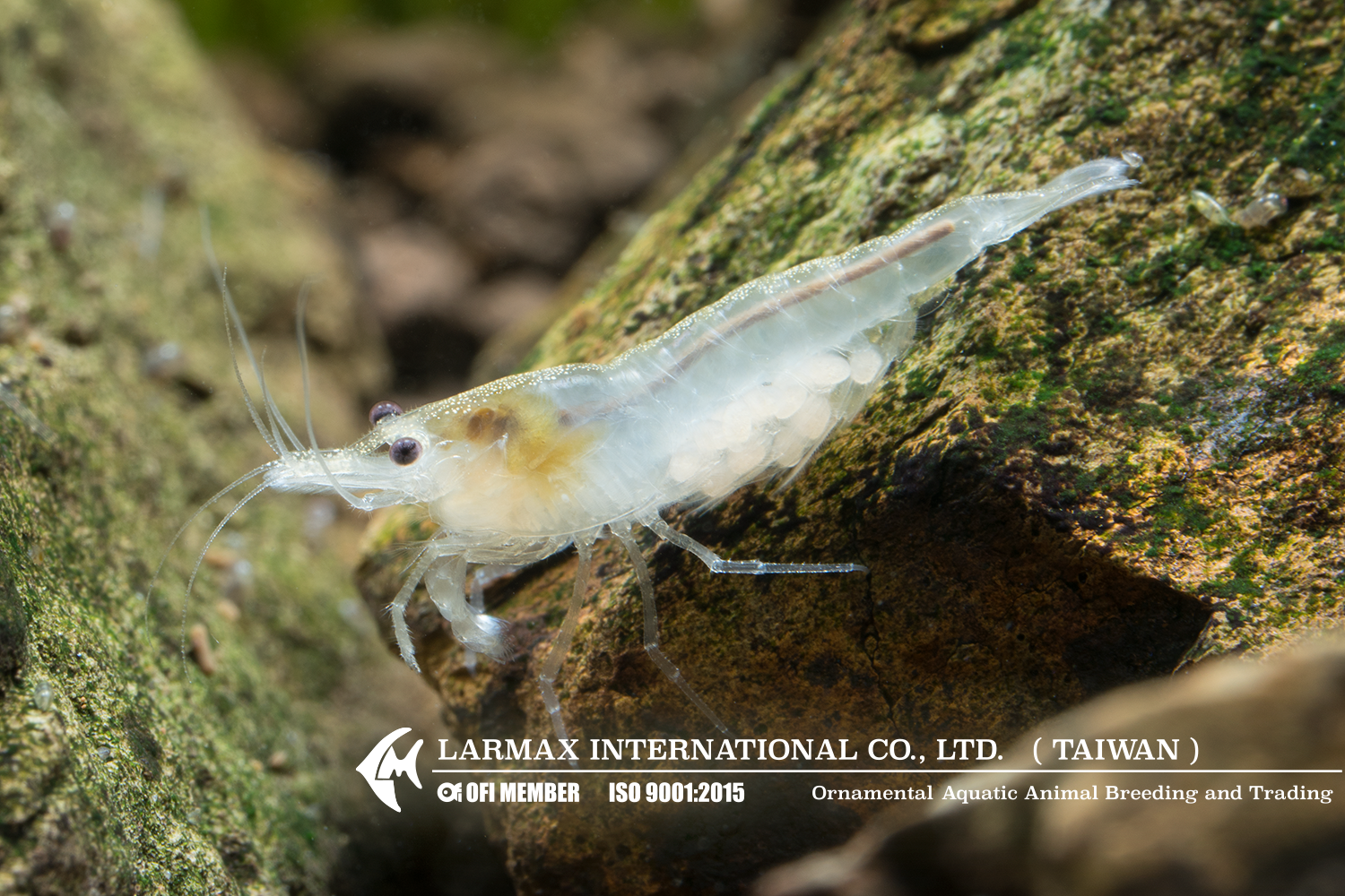 Snow Ball(Female)