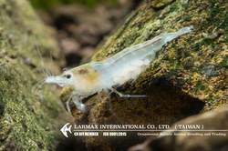 Snowball（Female）