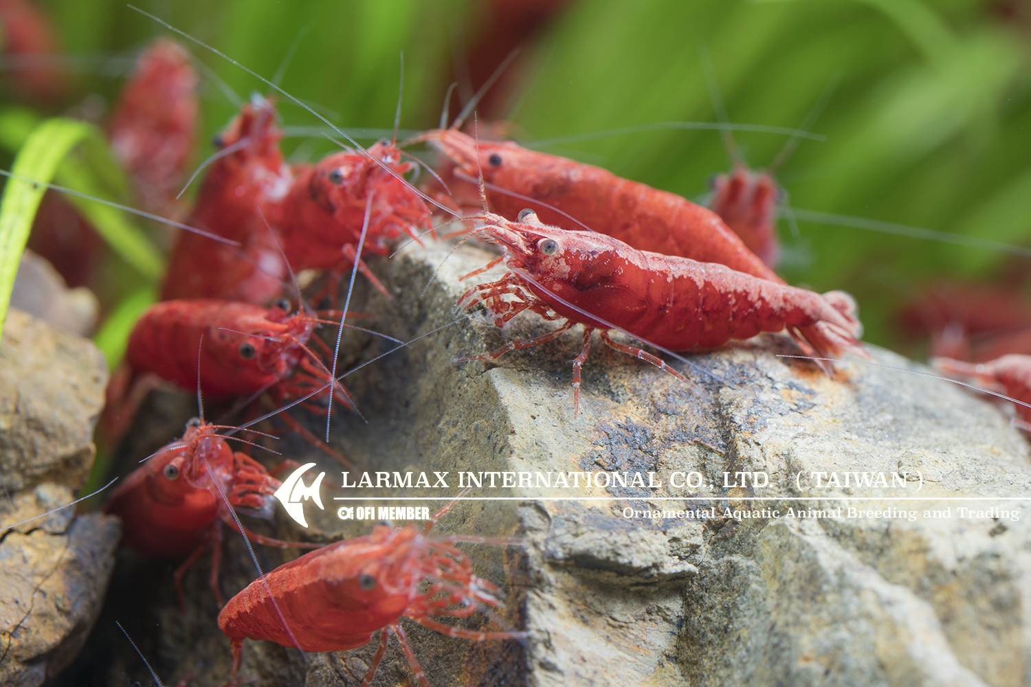 Fire Shrimp(Female)