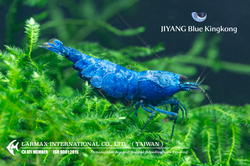 Blue Blot