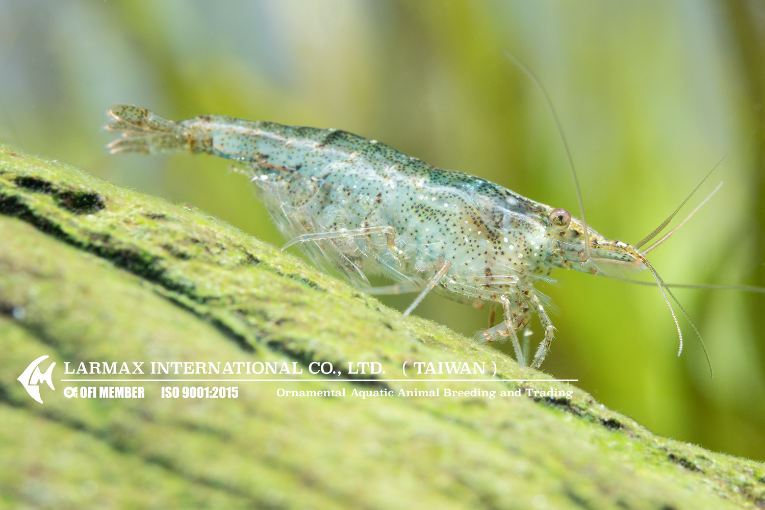 Cleaner Shrimp(Mix)