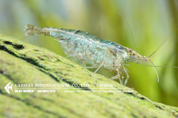 Cleaner Shrimp（Mix）