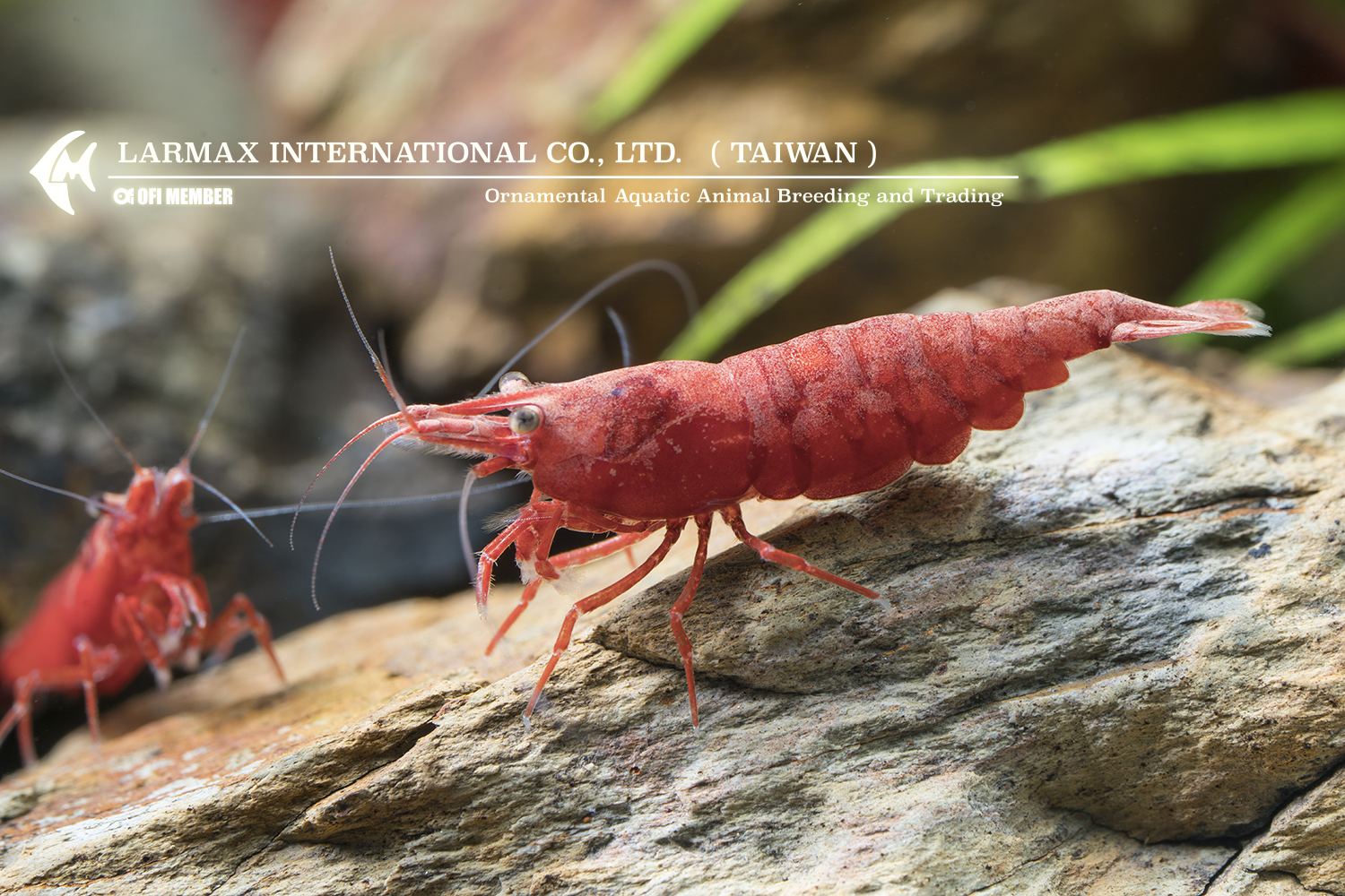 Fire Shrimp(Female)