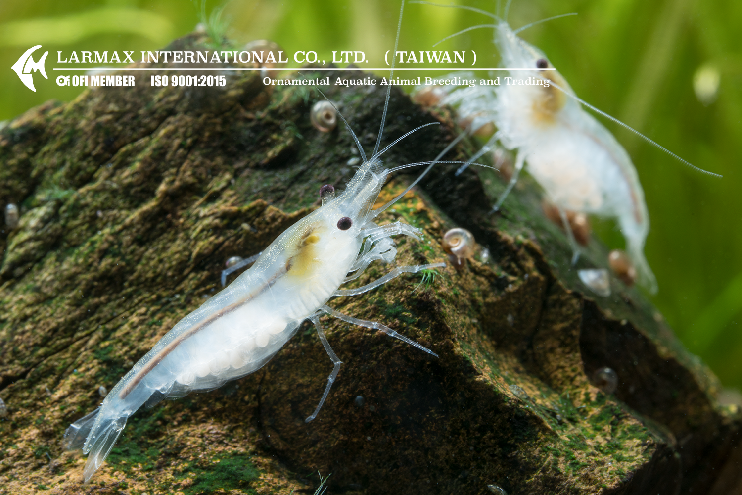 Snow Ball(Female)
