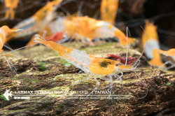 Orange Rili（Mix）