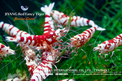 Red Fancy Tiger