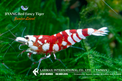 Red Fancy Tiger